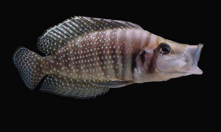 Altolamprologus calvus Foto: Stefan Sjöberg