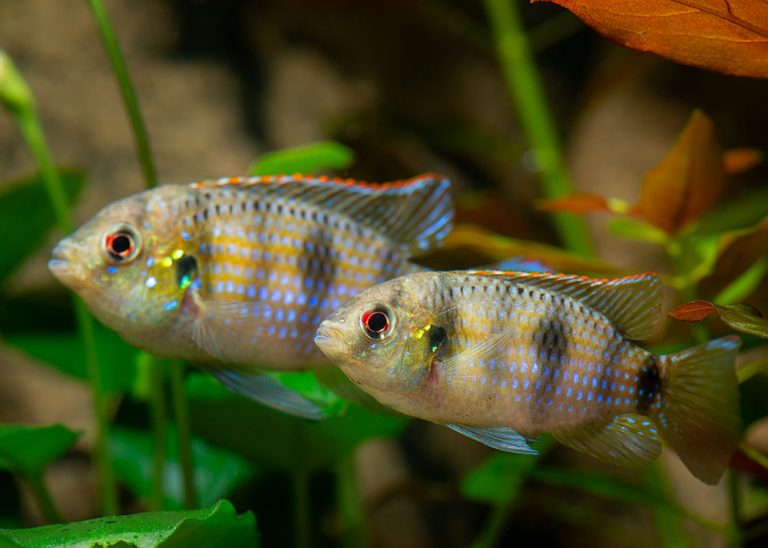 Anomalochromis thomasi Foto: Michael Persson