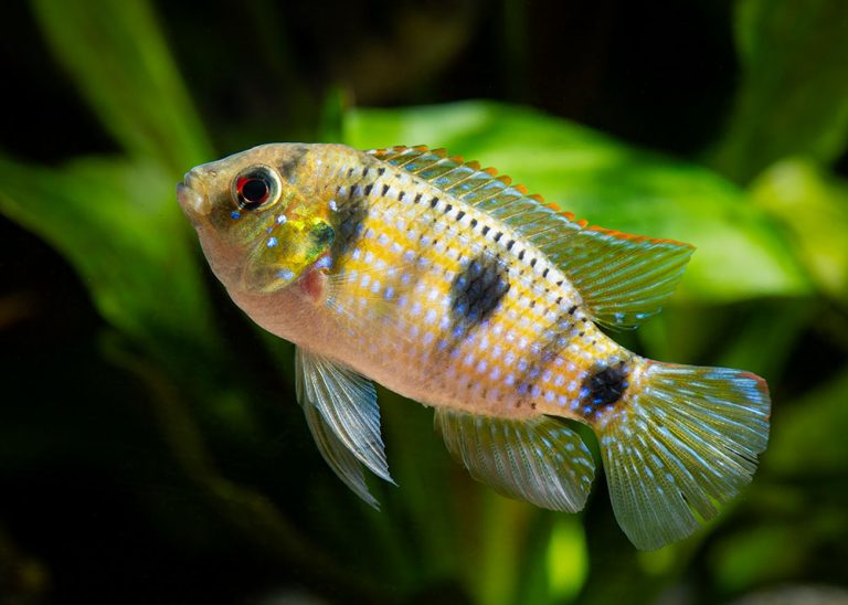 Anomalochromis thomasi Foto: Michael Persson