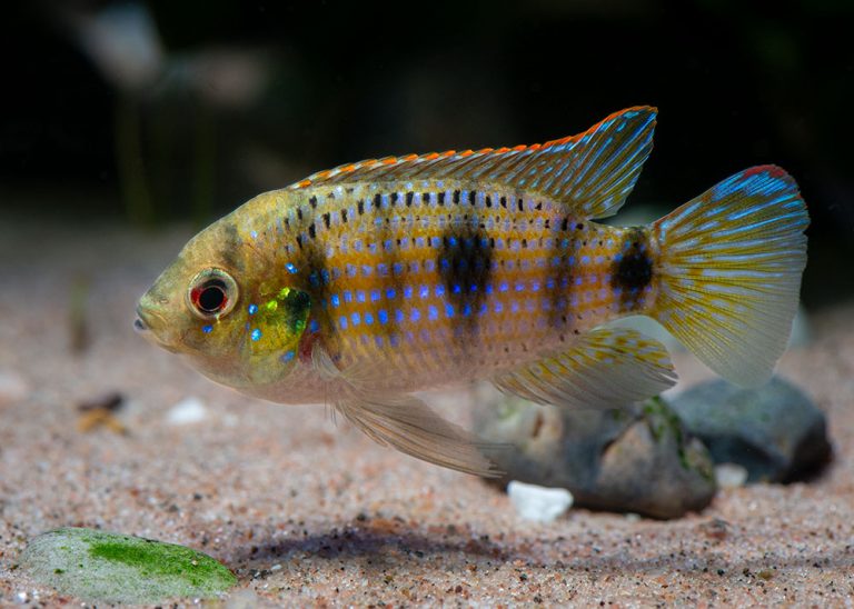 Anomalochromis thomasi Foto: Michael Persson