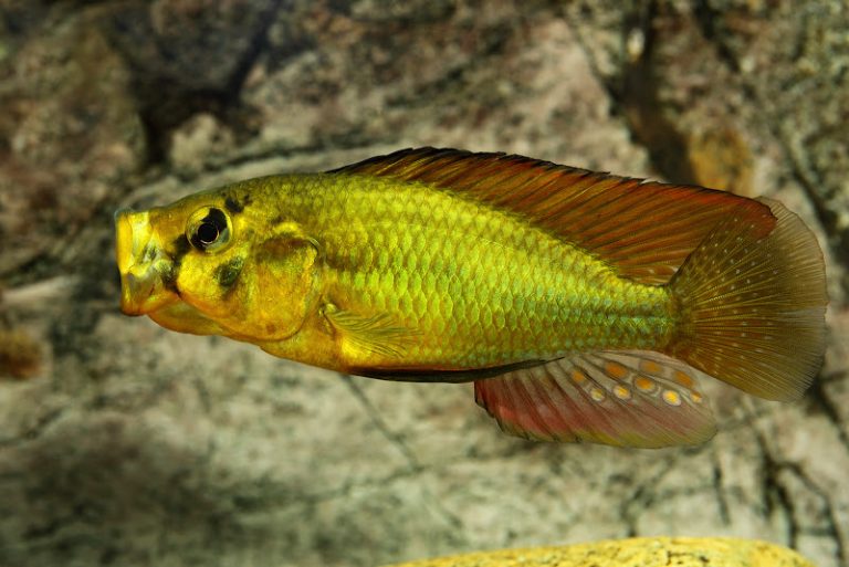 Astatoreochromis alluaudi Foto: Patrick Eriksson