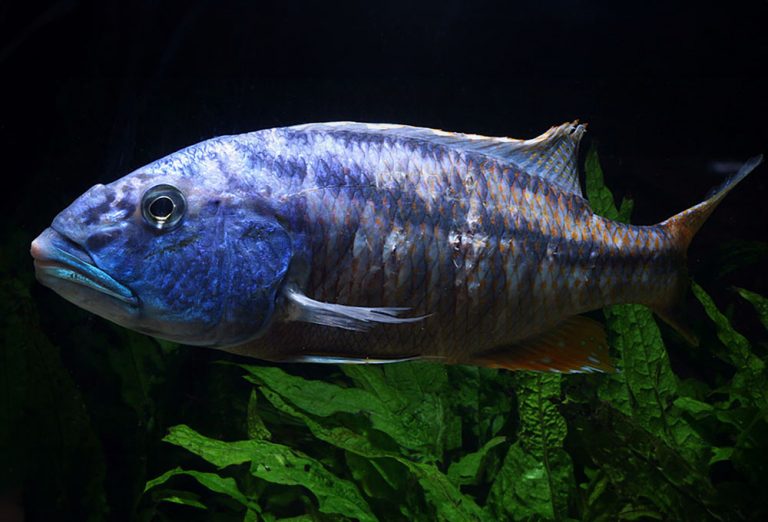 Aristochromis christyi Foto: Christian Alfredsson