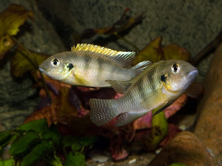 Benitochromis ufermanni Foto: Michael Persson