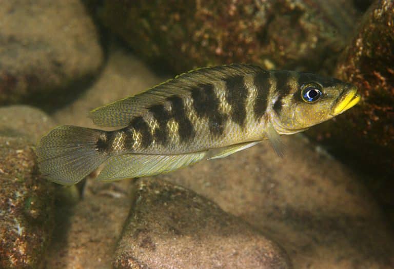 Altolamprologus fasciatus Foto: Ad Konings