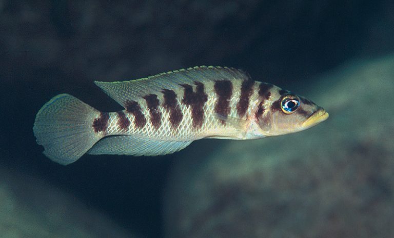 Altolamprologus fasciatus Foto: Ad Konings