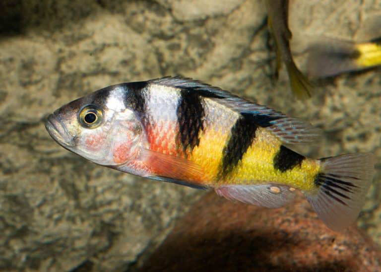 Astatotilapia latifasciata Foto: Michael Persson