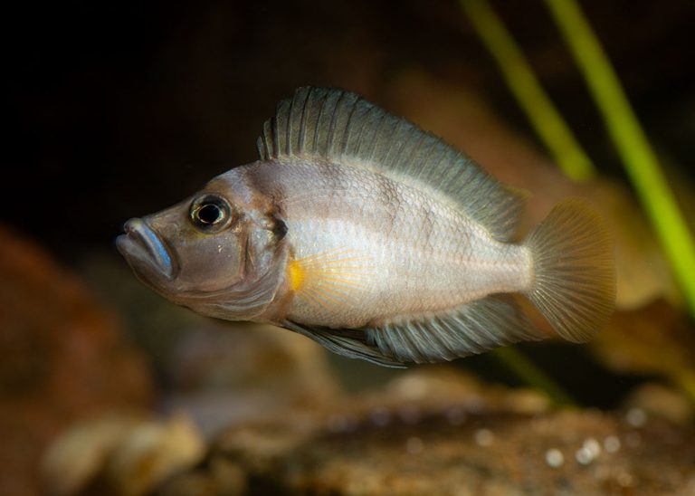 Altolamprologus sp. 'compressiceps shell', Sumbu Foto: Michael Persson