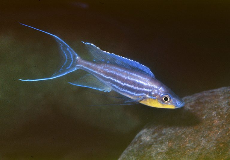 Benthochromis tricoti Foto: Ad Konings