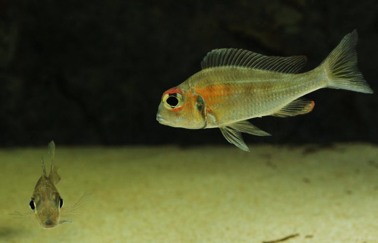 Callochromis macrops Foto: Göran Åstebro