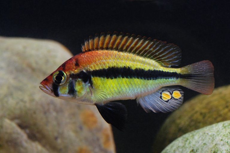 Haplochromis sp. 'broken bar' Foto: Patrick Erikssson