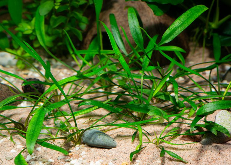Cryptocoryne lucens Foto: Michael Persson