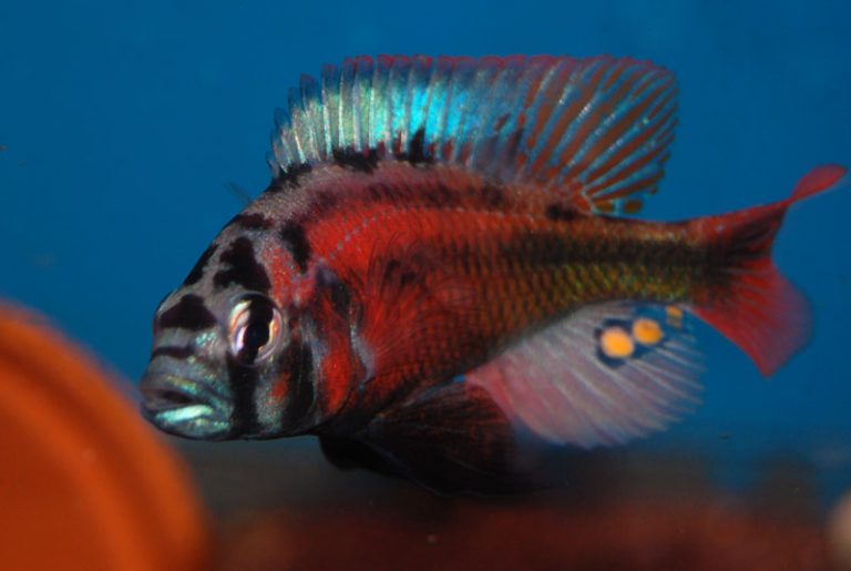 Haplochromis sp. 'fire red' Foto: Albin Ekenberg