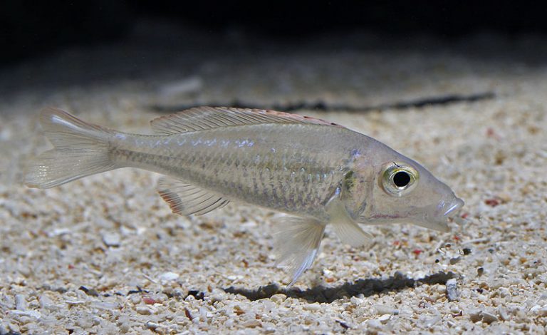 Callochromis pleurospilus Foto: Niclas Olausson