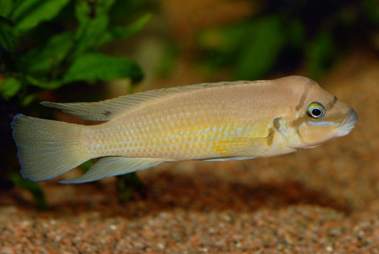 Chalinochromis brichardi Foto: Michael Persson