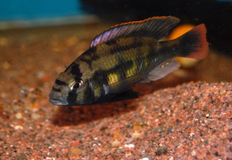 Haplochromis sp. 'kenya gold' Foto: Albin Ekenberg