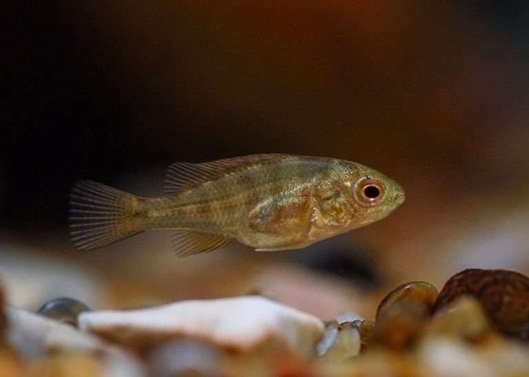 Haplochromis sp. "kenya gold" Foto: Michael Persson