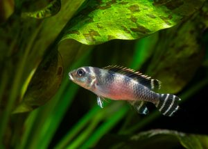 Nanochromis transvestitus Foto: Michael Persson