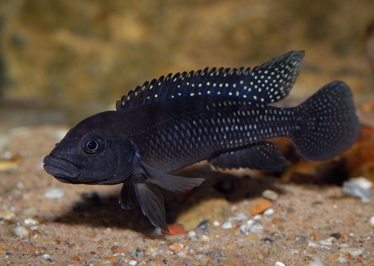 Lamprologus congoensis Foto: Michael Persson