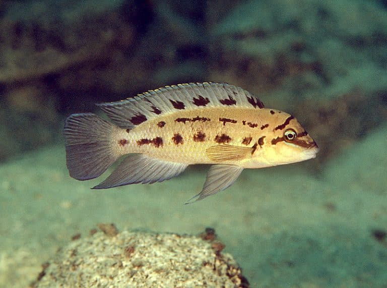 Chalinochromis sp. 'ndobhoi' Foto: Ad Konings