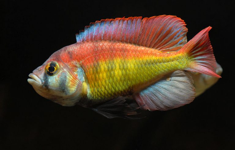 Haplochromis sp. 'red back scraper' Foto: Michael Persson