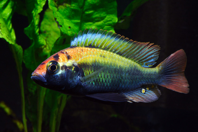 Haplochromis sp 'ruby green' Foto: Patrick Eriksson