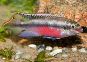 Pelvicachromis pulcher Foto: Michael Persson