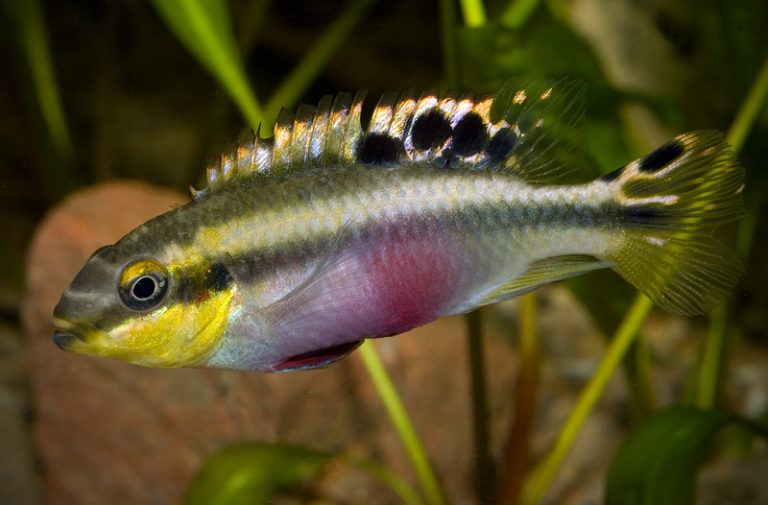 Pelvicachromis pulcher Foto: Michael Persson