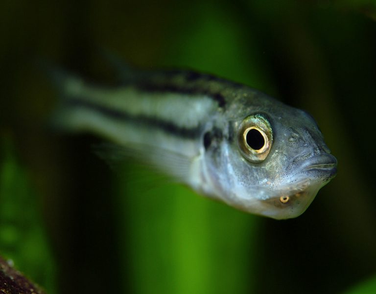 Haplochromis thereuterion Foto: Michael Persson