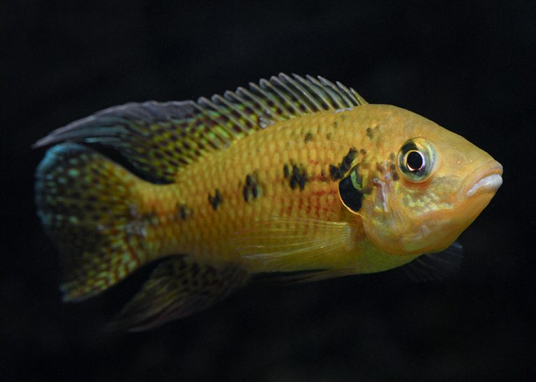 Pelmatochromis nigrofasciatus Foto: Michael Persson