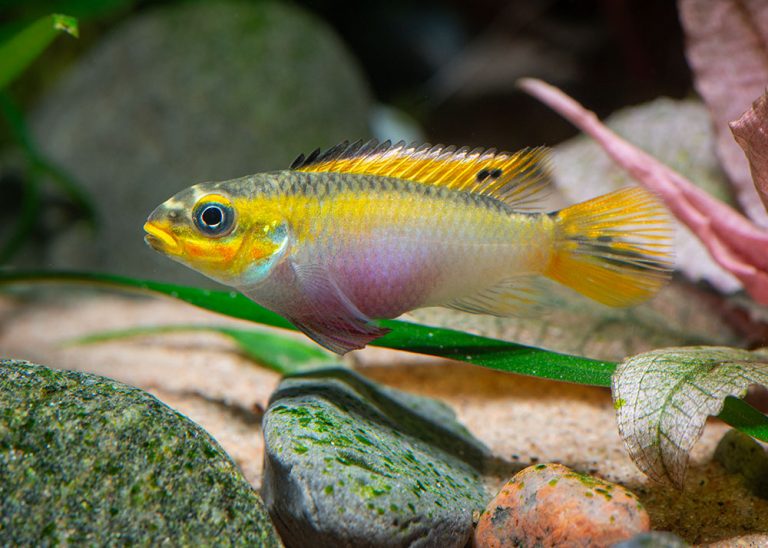 Pelvicachromis kribensis hona från Kienke Foto: Michael Persson