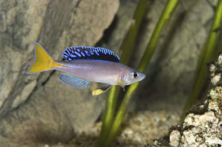 Cyprichromis leptosoma Foto: Michael Persson