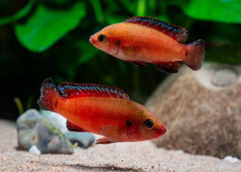 Rubricatochromis exsul Foto: Michael Persson