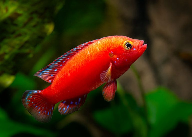 Rubricatochromis exsul Foto: Michael Persson