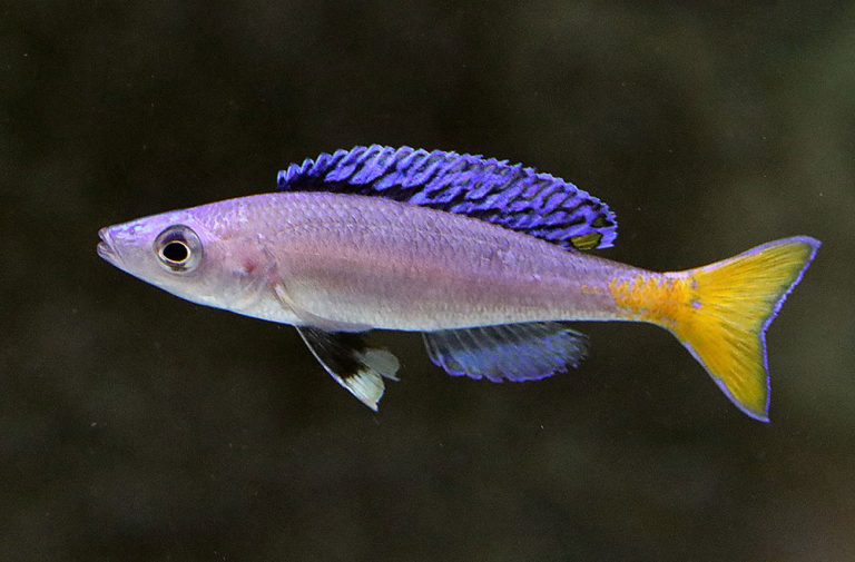 Cyprichromis leptosoma Foto: Christian Alfredsson