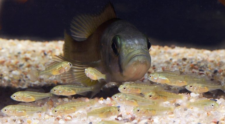 Lipochromis sp. "matumbi hunter" Foto: Patrick Eriksson