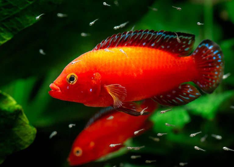 Rubricatochromis exsul Foto: Michael Persson