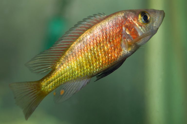 Lipochromis sp. 'parvidens red' Foto: Michael Persson