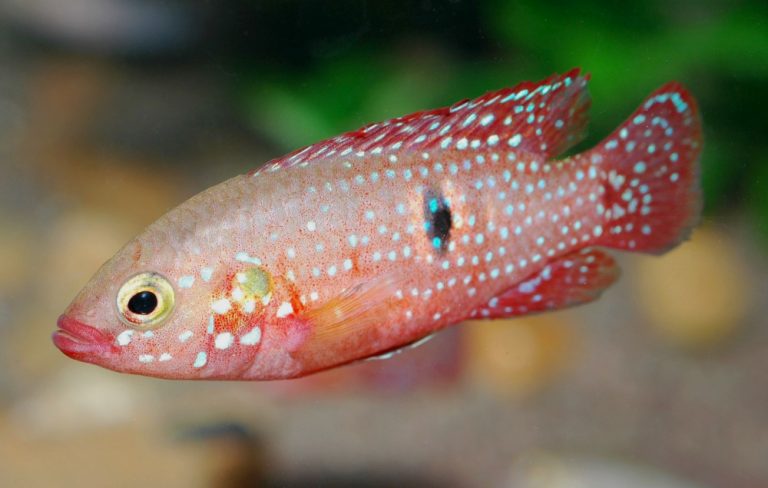 Rubricatochromis lifalili Foto: Kjell Fohrman