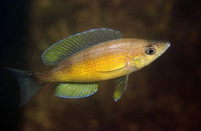 Cyprichromis zonatus Foto: Ad Konings
