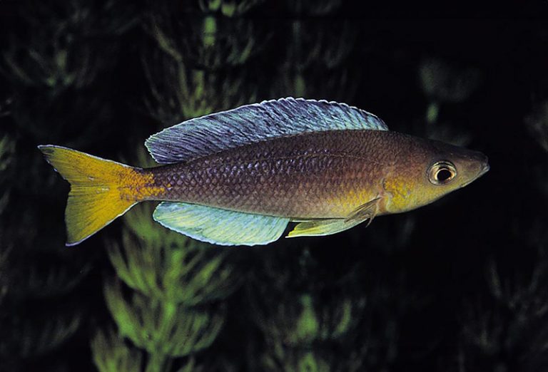 Cyprichromis sp. 'leptosoma jumbo' Foto: Ad Konings