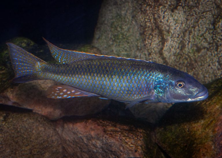 Champsochromis caeruleus Foto: Michael Persson