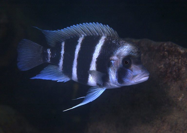 Cyphotilapia frontosa Foto: Ad Konings