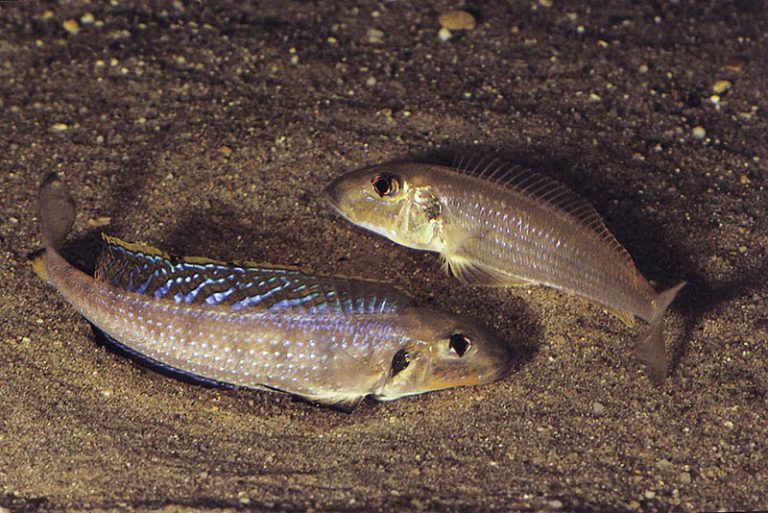 Xenotilapia melanogenys Foto: Ad Konings