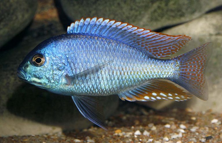 Chilotilapia rhoadesii Foto: Tony Englund