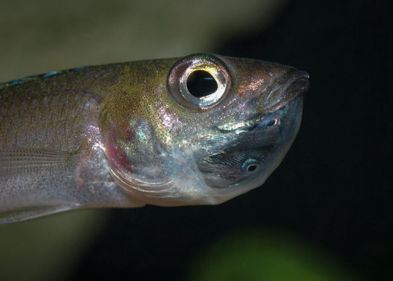 Cyprichromis leptosoma Foto: Michael Persson