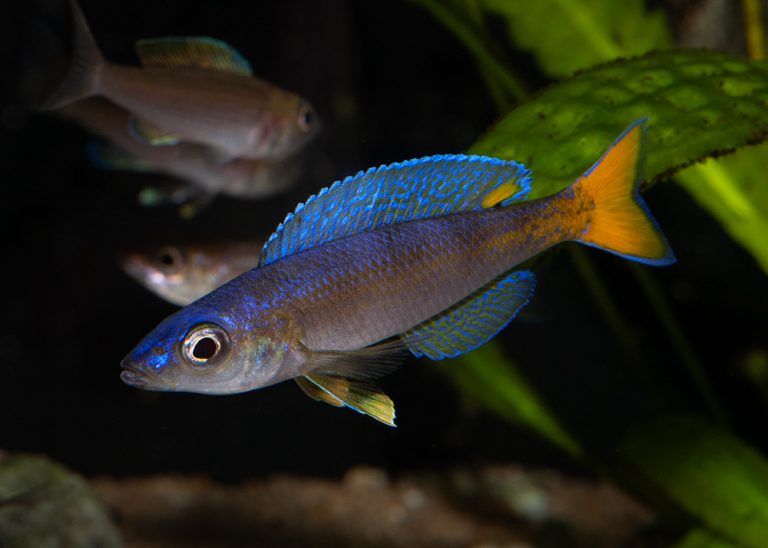 Cyprichromis leptosoma Foto: Michael Persson