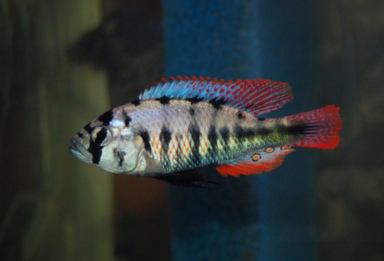 Neochromis nigricans Foto: Albin Ekenberg