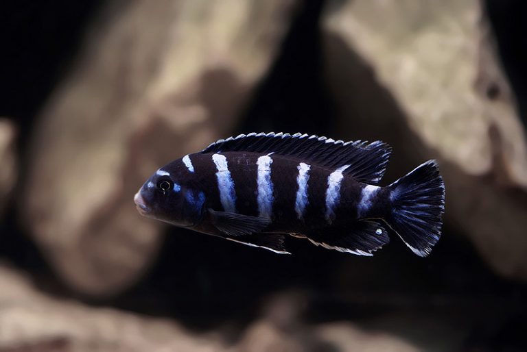 Chindongo demasoni Foto: Stefan Sjöberg