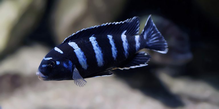 Chindongo demasoni Foto: Stefan Sjöberg