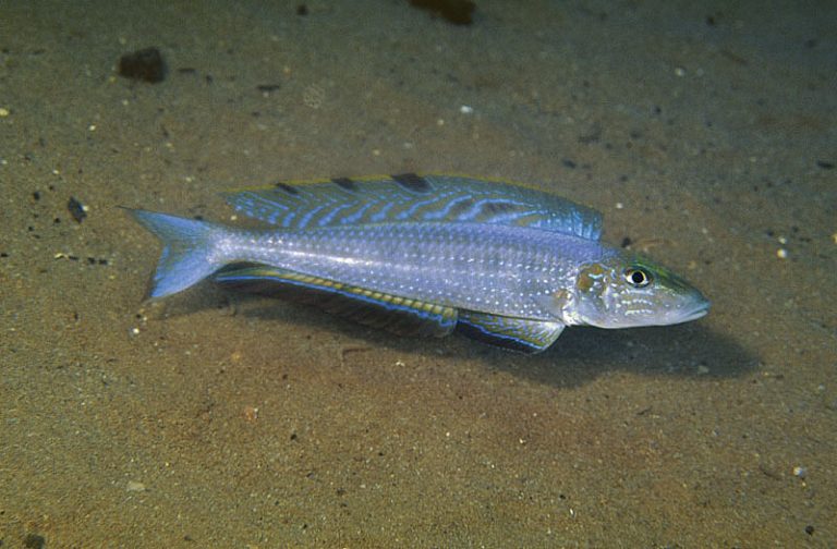 Xenotilapia melanogenys Foto: Ad Konings